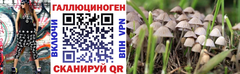 Псилоцибиновые грибы Psilocybe  это состав  Пошехонье  блэк спрут сайт 
